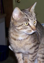 Tabitha Gail