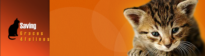 SavingGraces4Felines